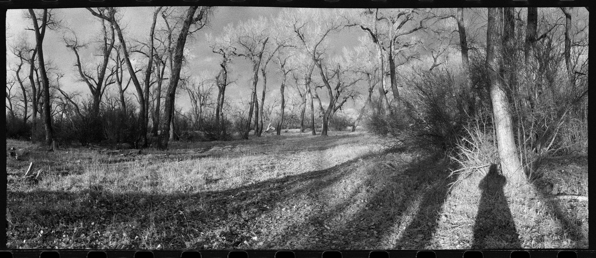 Photo of a several trees on a path.