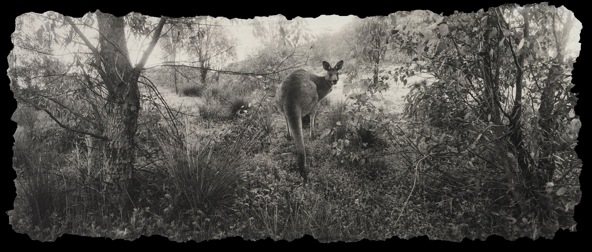 Photo of a kangaroo in the forest.