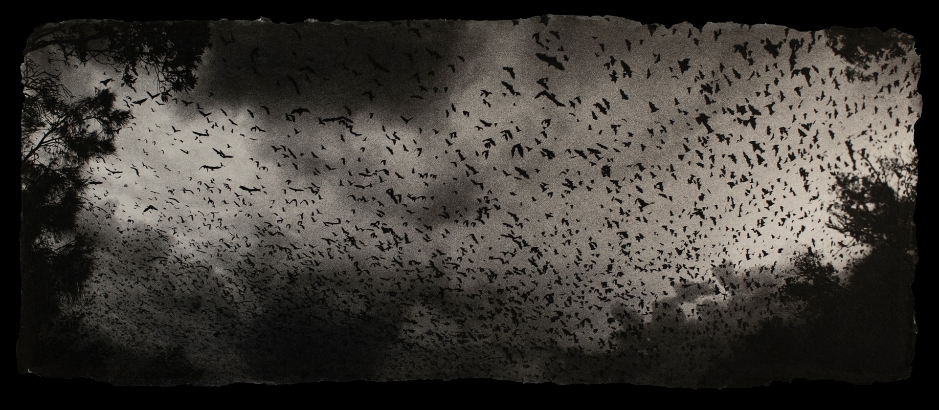 Photo of hundreds of flying foxes in the air.