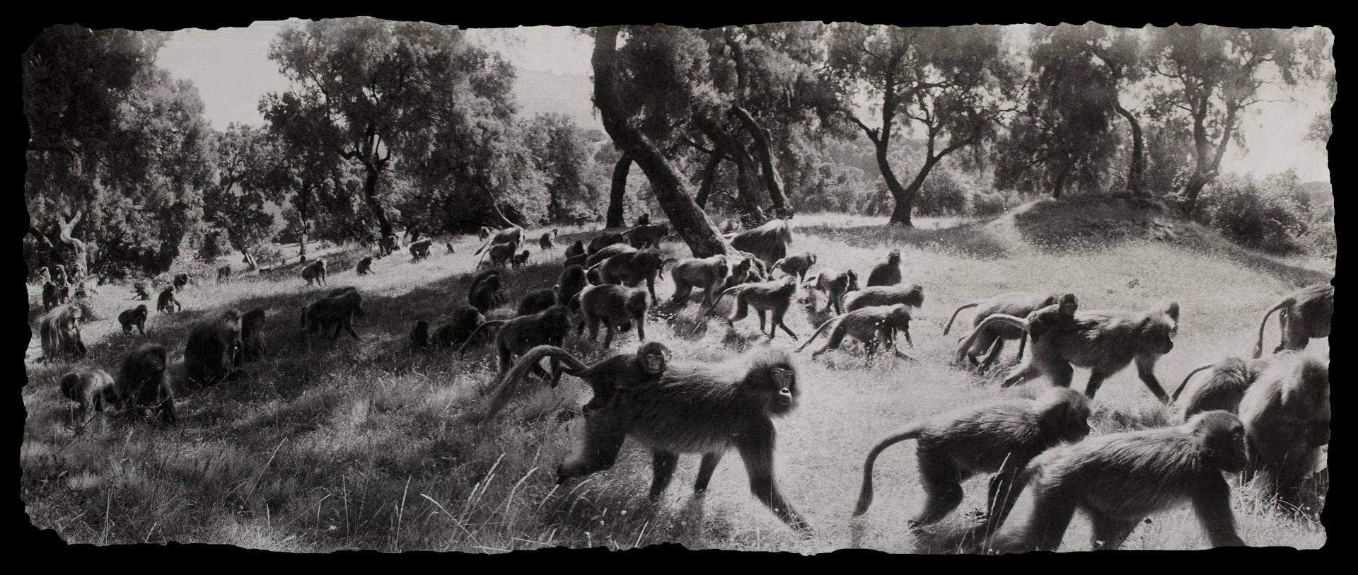 A group of monkeys walking through a grassy field.