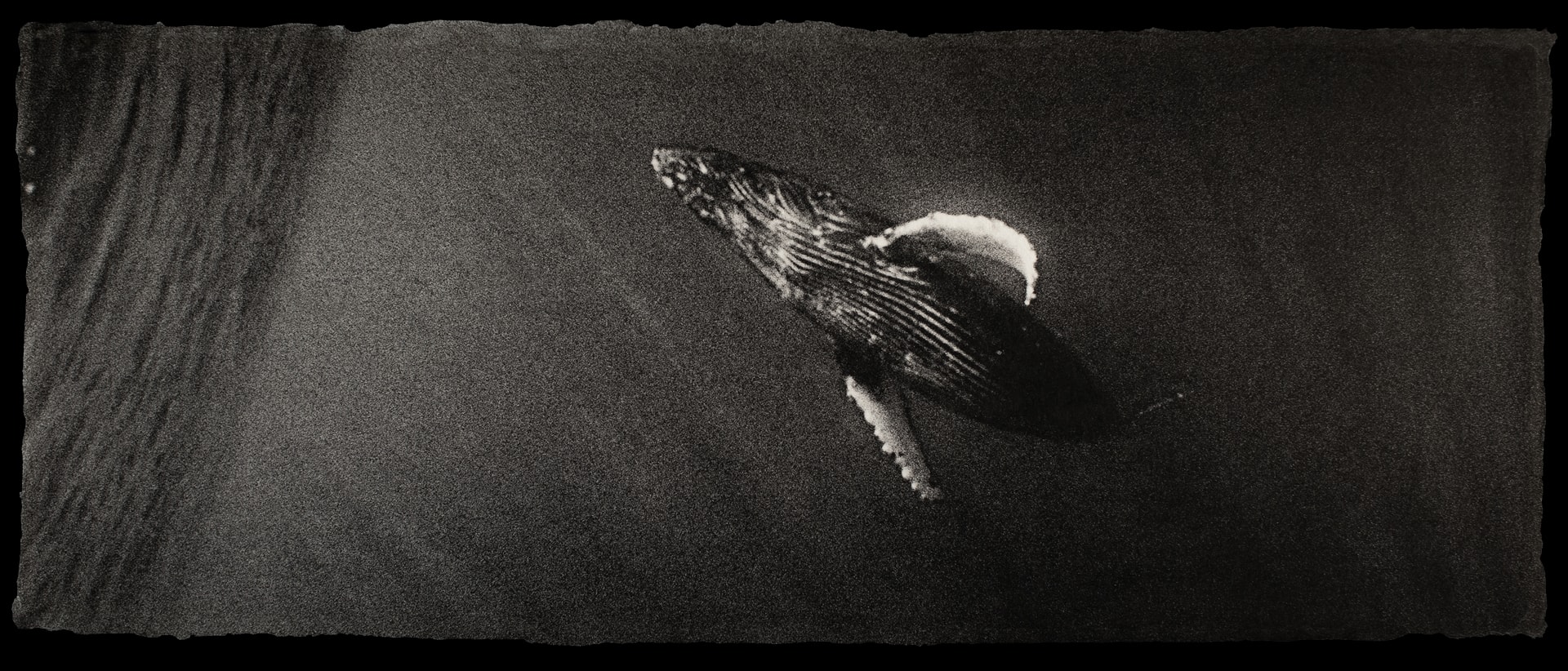 Photo of a humpback whale swimming toward the water's surface, underwater.