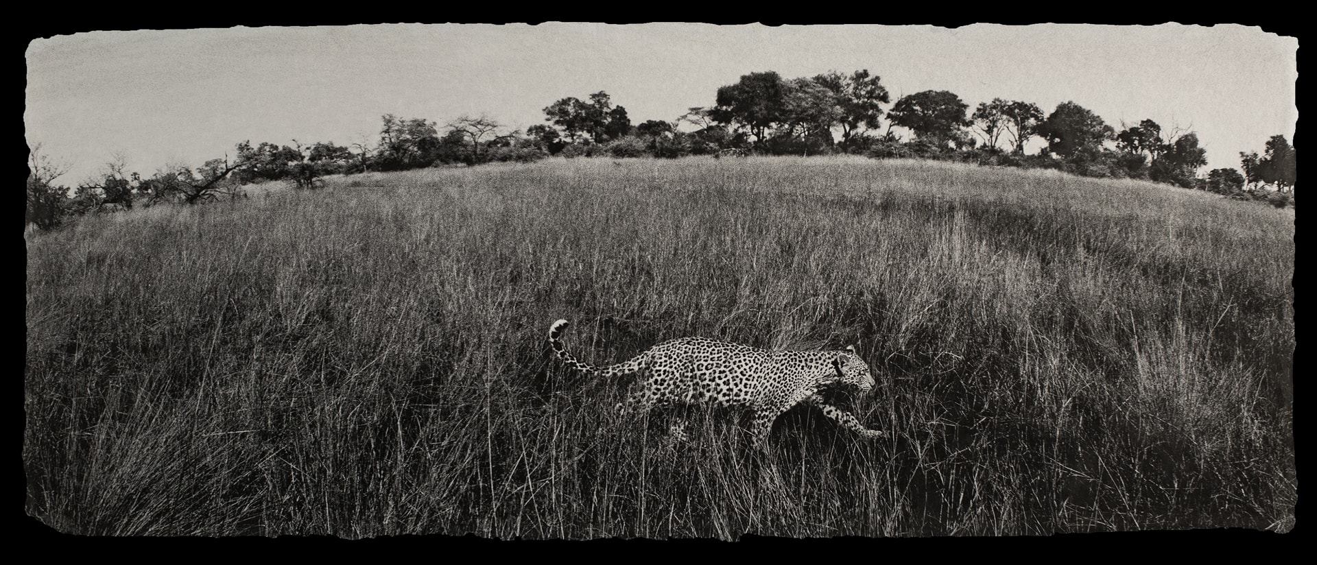 Photo of a leopard in a grassy field.