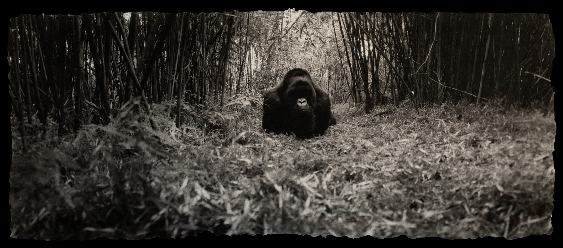 Photo of a mountain gorilla sitting under a tree.